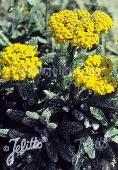 Achillea tomentosa aurea